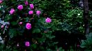 DSC01903