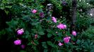 DSC01904