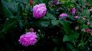 DSC01908