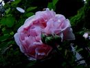 Eglantine