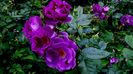 DSC01917