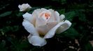 DSC01921