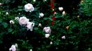 DSC01926