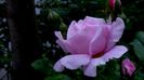 DSC01940