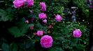 DSC01949