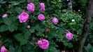 DSC01950
