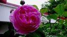DSC01953