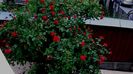 DSC01968