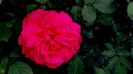 DSC01983