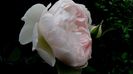 DSC01990