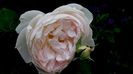 DSC01991