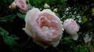 DSC02003