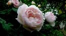 DSC02004