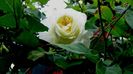 DSC02007
