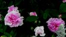 Ispahan