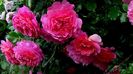 Christopher Marlowe