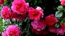 DSC02049