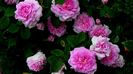 Ispahan