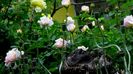 DSC02087