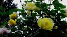 DSC02095