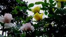 DSC02096