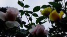 DSC02097