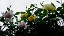 DSC02098