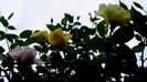 DSC02099