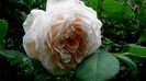 A Shropshire Lad