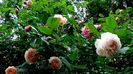 DSC02145