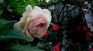 DSC02151
