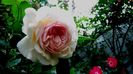 A Shropshire Lad