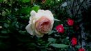 DSC02154