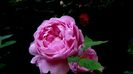 DSC02160