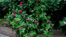 DSC02174