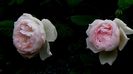 DSC02180