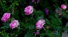 DSC02196