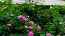 DSC02203