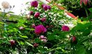 DSC02239