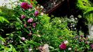 DSC02250