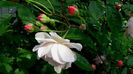 DSC02254