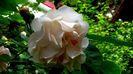 DSC02258