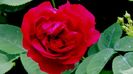 DSC02285