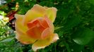 Phyllis Bide