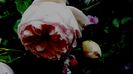 DSC02307