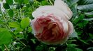 DSC02309