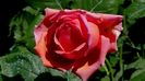 DSC02321