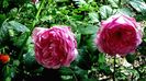 DSC02325