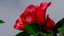 DSC02330