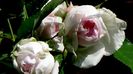 DSC02332